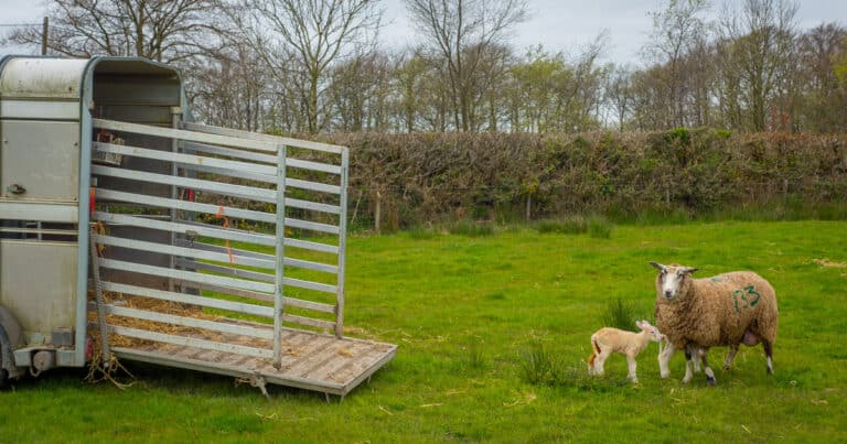 Sheep Trailer