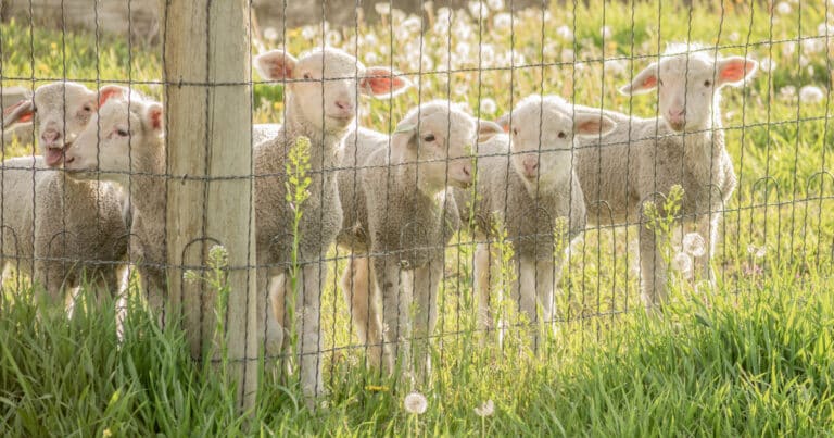 Weaning Lambs