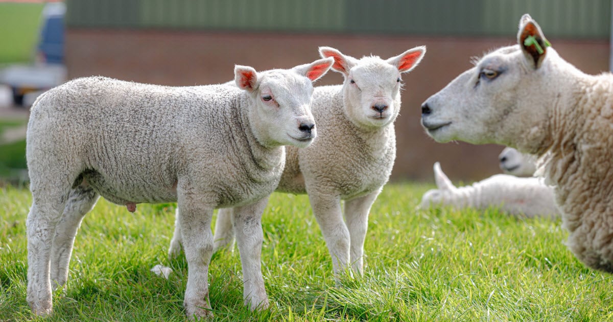 When to Separate Ram Lambs from Ewes & Ewe Lambs [ANSWERED]