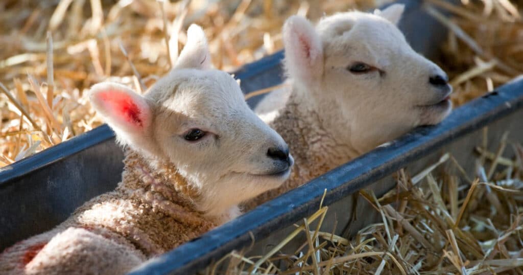 Creep Feeding Lambs