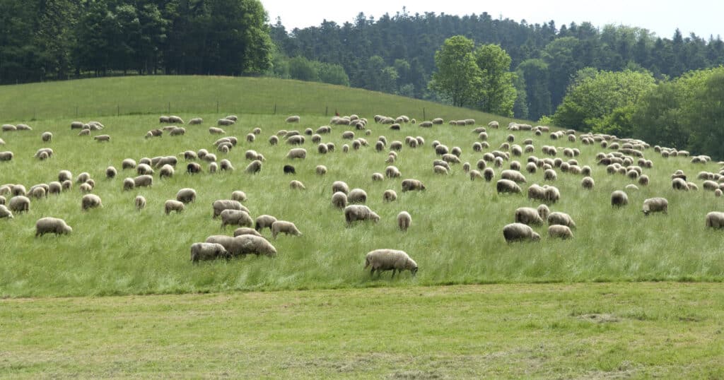 Pasture Management for Sheep