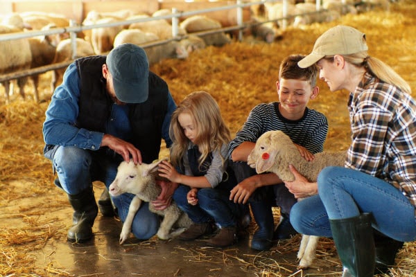 Raising Sheep with Kids - the 4H Sheep Project