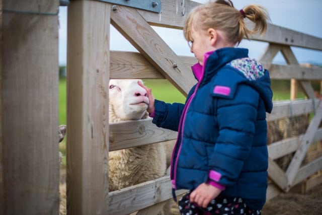 Raising Sheep for 4H or FFA