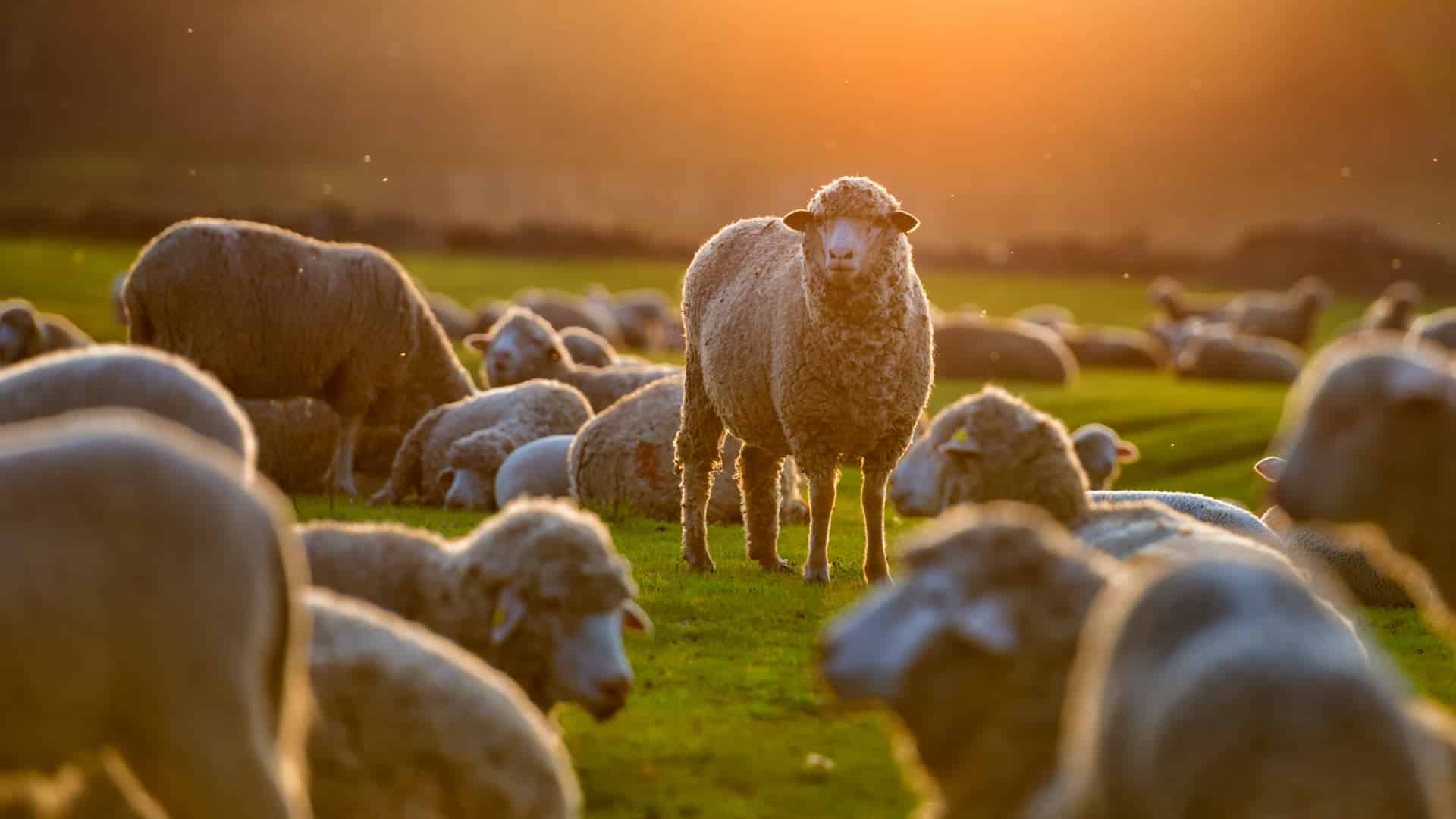 Sheep Diseases Common Diseases of Sheep