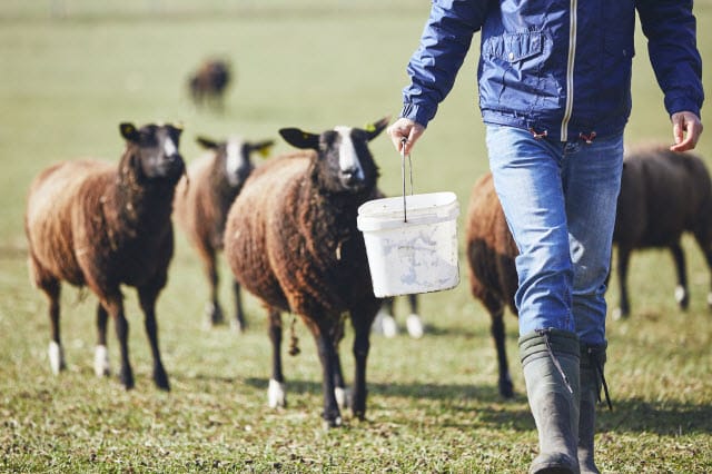 Articles About Sheep Flock Management Practices