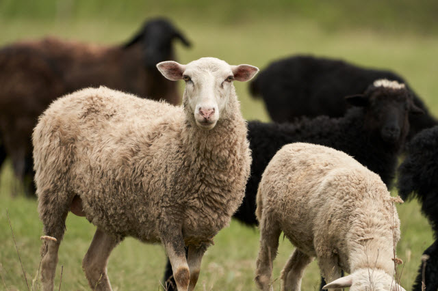 Wool Sheep Breeds List [Fine Wool & Long Wool Breeds of Sheep]