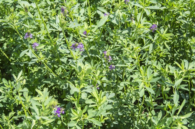 Alfalfa (Medicago Sativa)