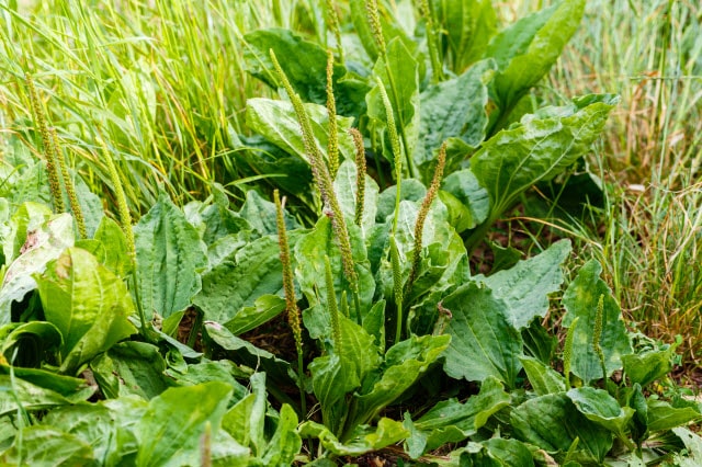Forbs like this Broadleaf Plantain are an important forage for sheep in pastures