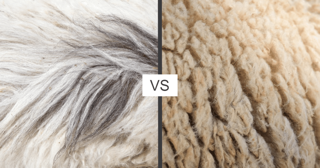Cashmere vs Wool