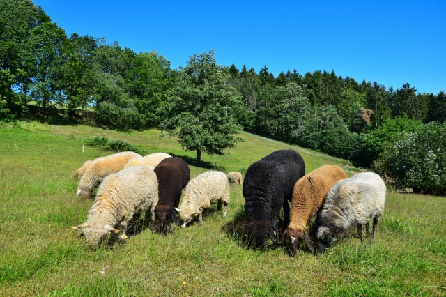 Facts About Different Types of Sheep and Why There are Many Breeds