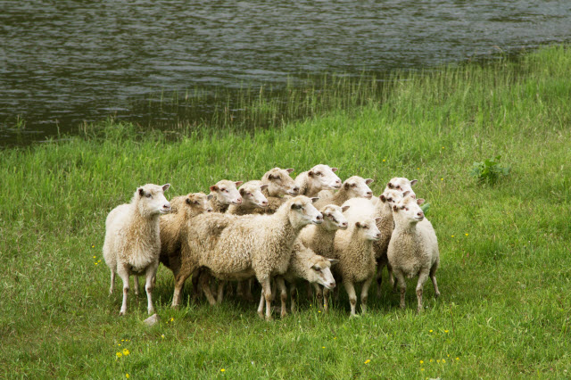 Facts About Sheep Behavior