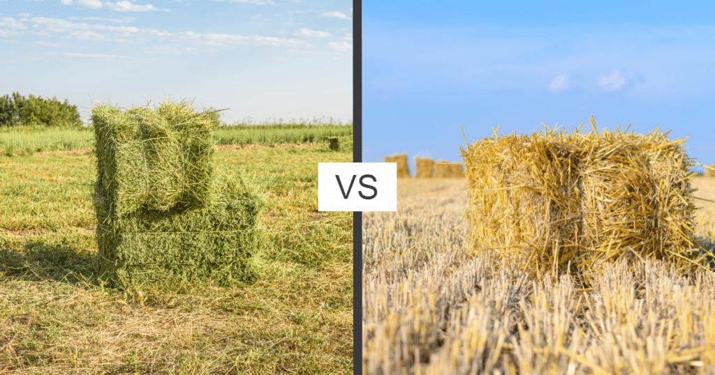 Hay vs Straw