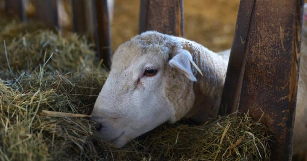 Haylage vs Hay