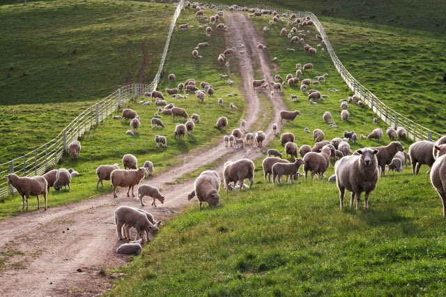 Large Flock of Sheep Grazing a Paddock Between Larger Pastures - Sheep Pasture Grazing Strategies