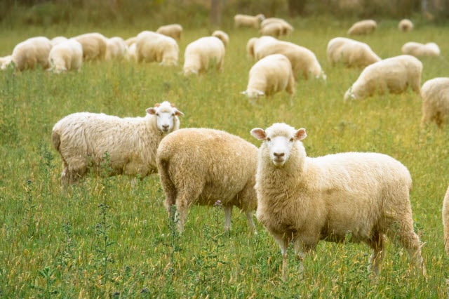 Managing Pasture to Reduce Parasite Load