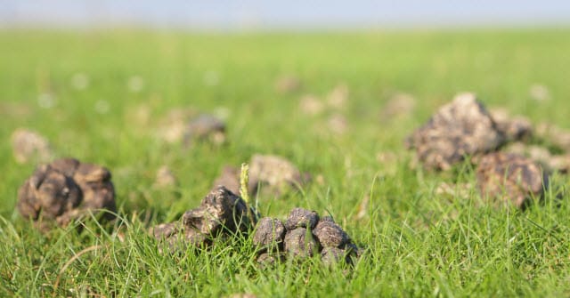 Manure Management in Sheep Pastures