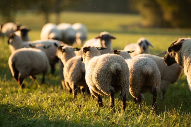 Sheep Pasture Management