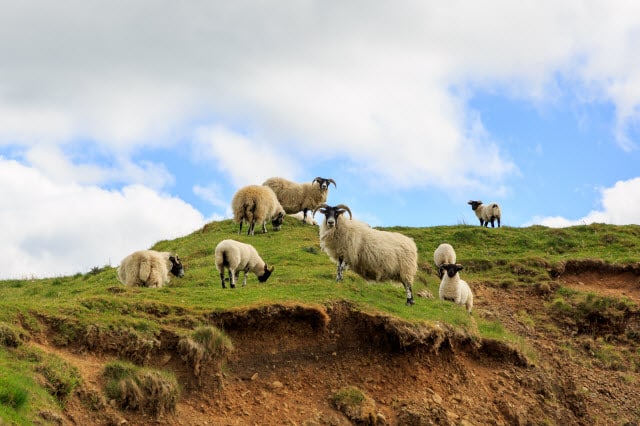 Sheep Pasture Terrain will Play a Role in Stocking Rates and Grassland Management