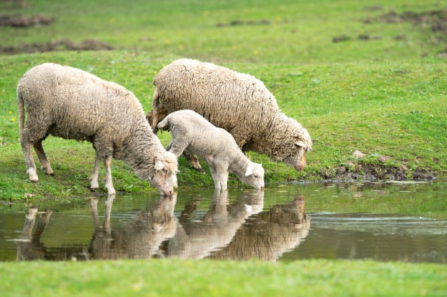 Make a Plan for the Water Supply for Your Sheep Pasture