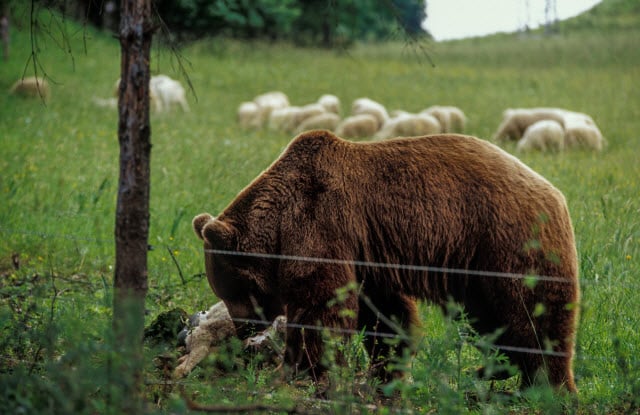 Predator Attacks can Kill Sheep