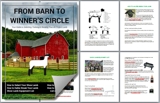 Free Sheep Showing Guide [PDF] - RaisingSheep.net