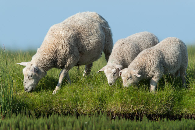 Sheep Eating Grass