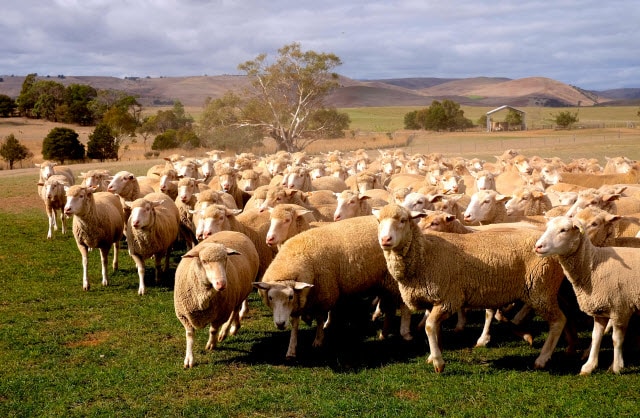 Sheep Grazing Systems