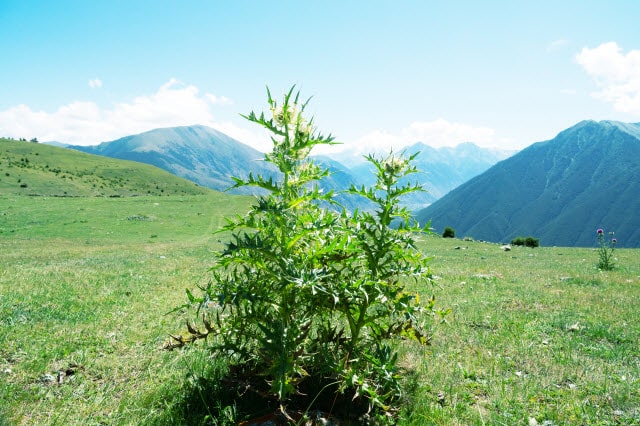 How to Manage Weeds in Sheep Pasture