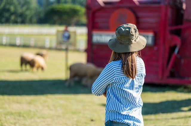 Cost of Buying Sheep Explained