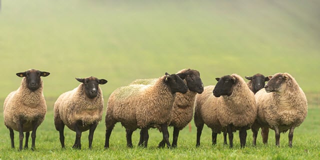 Suffolk Sheep Appearance