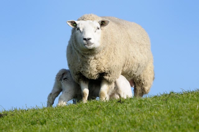 Texel Breed Standard