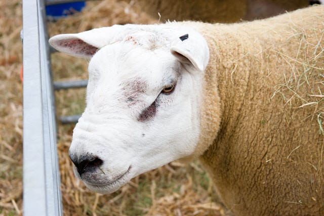 Texel Ram