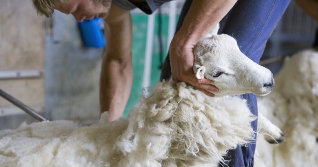 Does Shearing Hurt Sheep