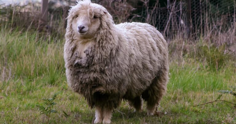 How Much Wool Per Sheep