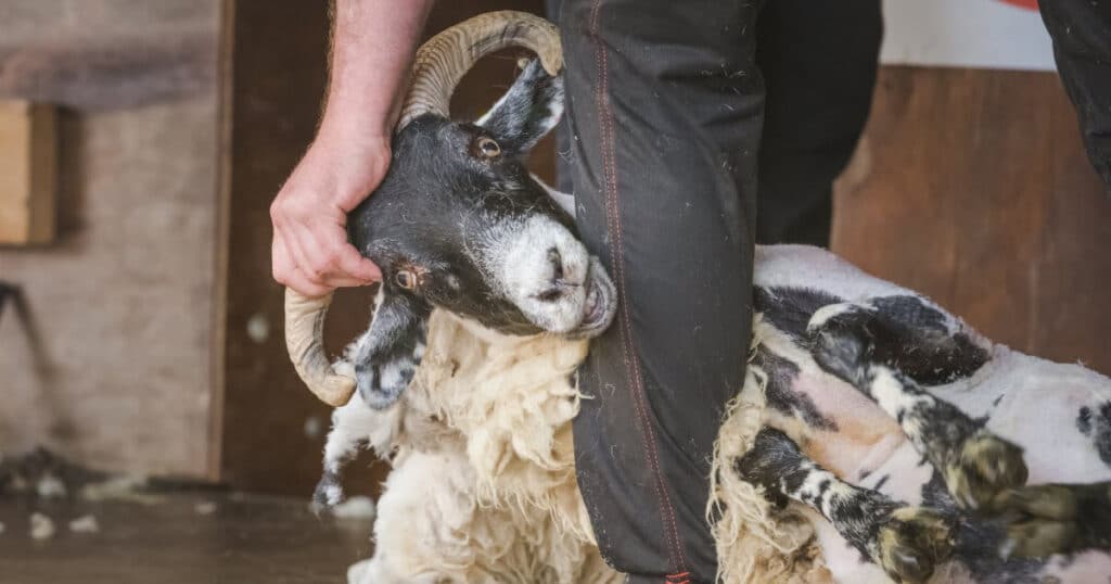 How Often Are Sheep Sheared