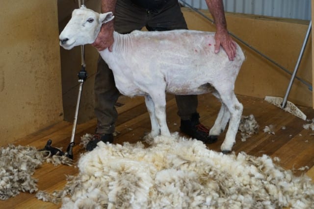 A Sheep That Has Been Shorn