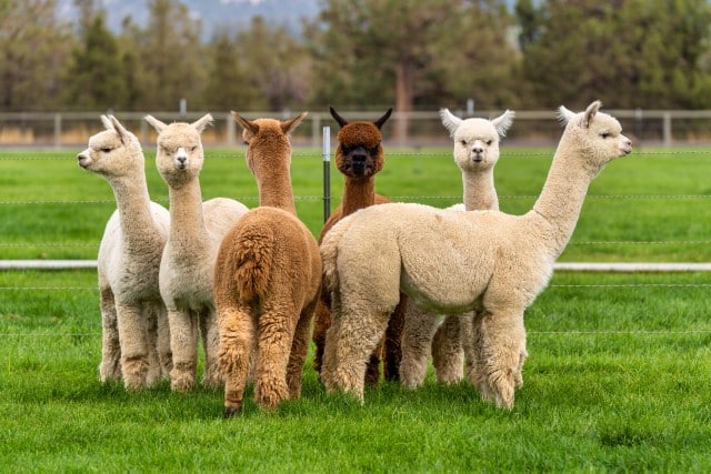 Alpacas like these ones Grow Alpaca Fiber