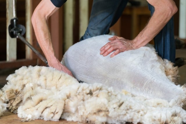 Amount of Wool a Sheep Grows in a Year
