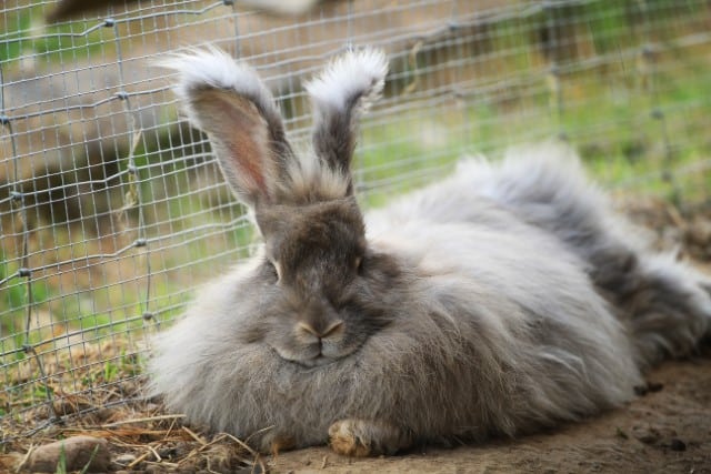 The warmest and finest natural fiber, Angora, is harvested from Angora Rabbits