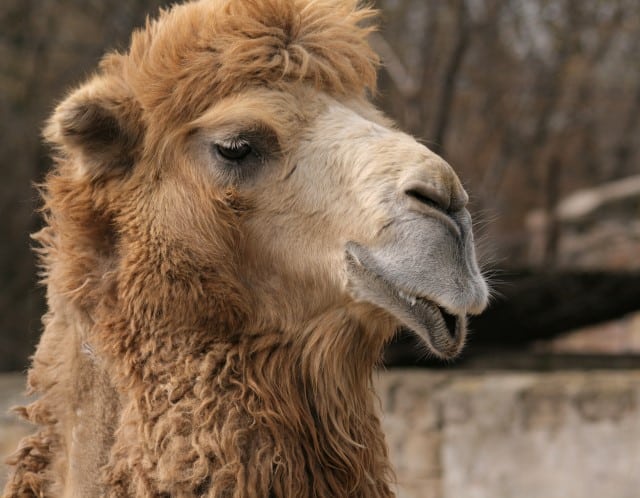 Camel Hair Comes from Camels