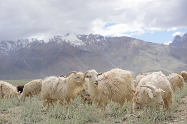 Cashmere is an amazing fiber that is harvested from Kashmir Goats