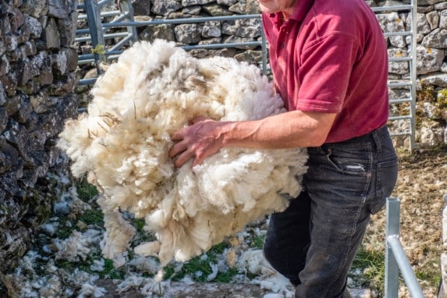 Cost of Sheep Wool