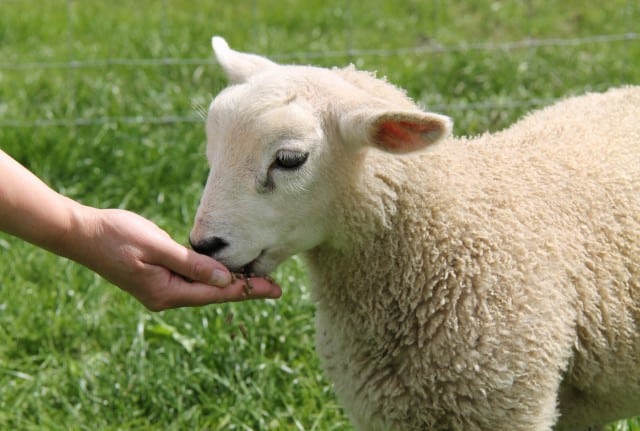 Feeding Sheep by Hand