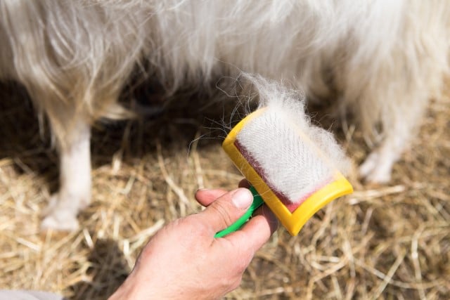 Harvesting Cashmere from a Goat