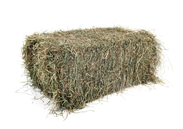 Hay