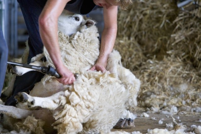 How Wool is Harvested and Produced