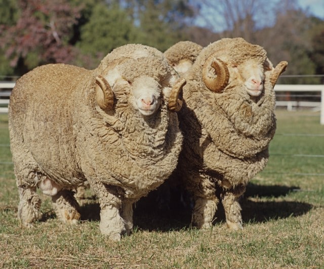 Merino Rams