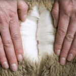 Types of Wool and the Unique Sheep and Places They Come From
