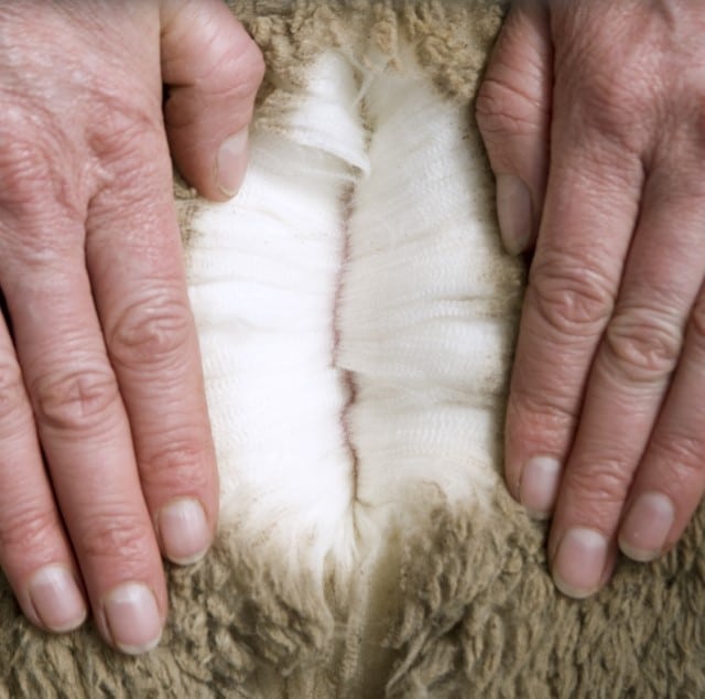 Close up view of Merino Wool on a Sheep