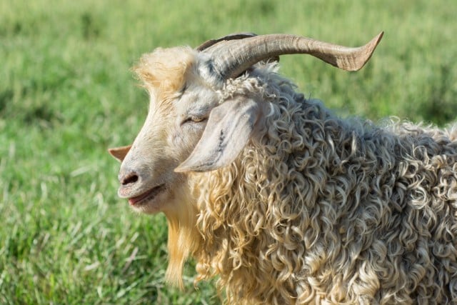 Mohair Comes from Angora Goats